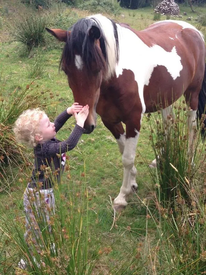 Domek alpejski Stay With Your Pet Killarney Irlandia