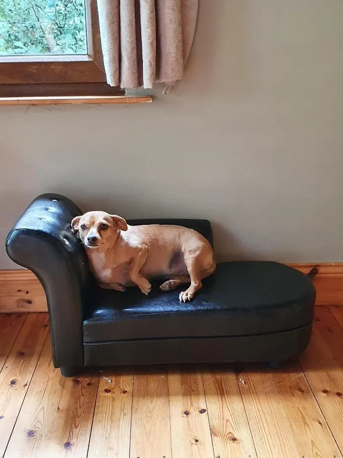 Stay With Your Pet Killarney